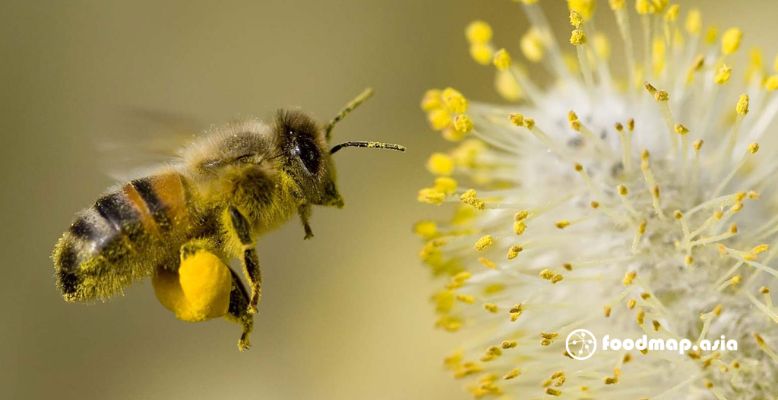 10 Sự thật thú vị về ong mật