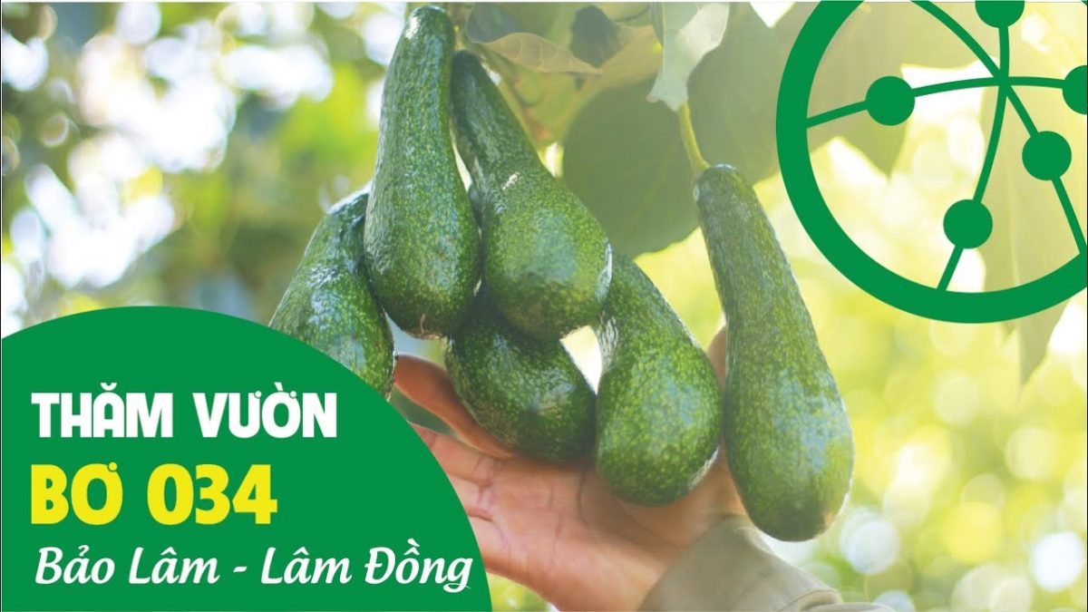 Tham quan vườn Bơ 034 - Ngon dẻo béo tuyệt vời