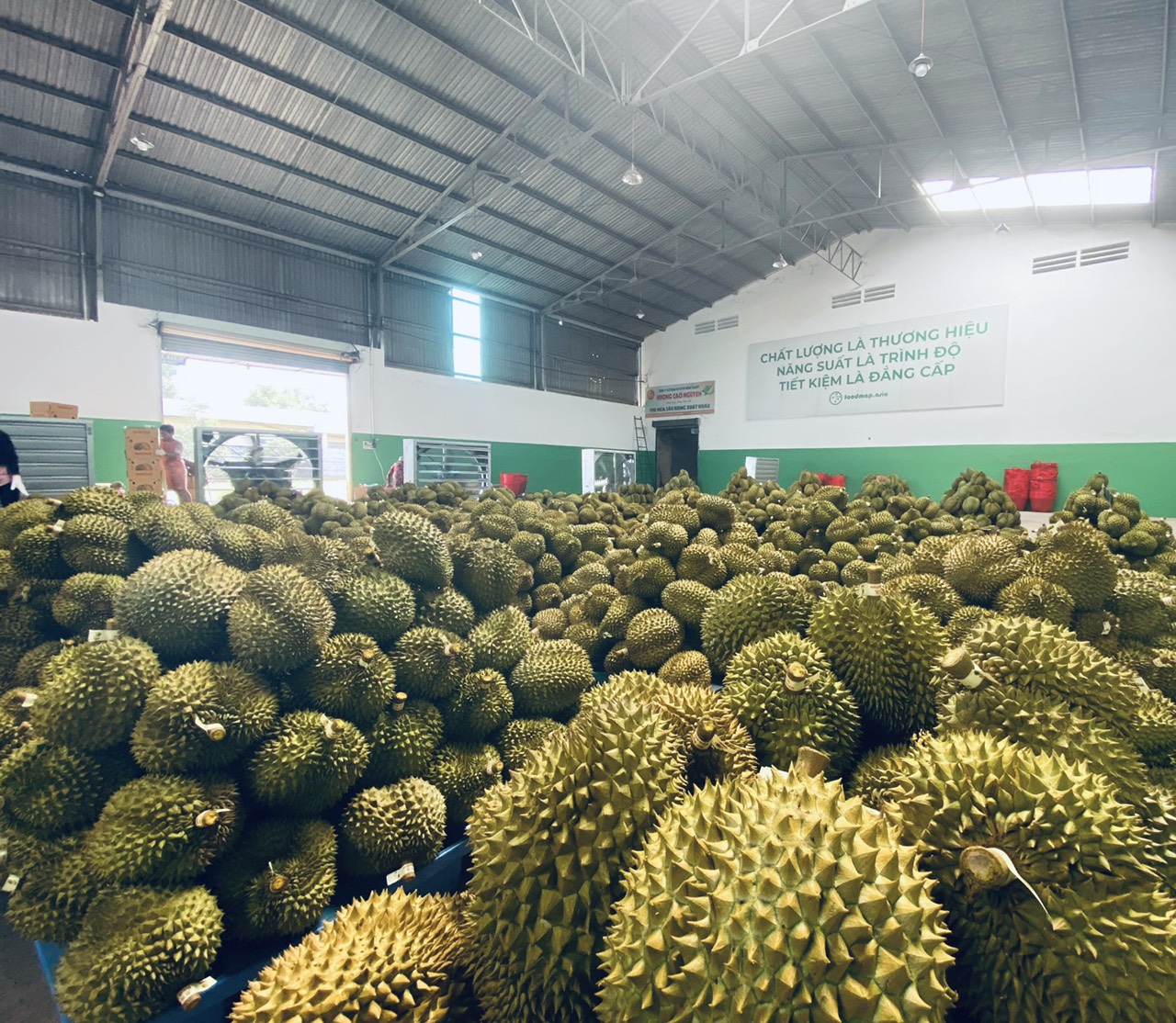 Durian Viet Nam