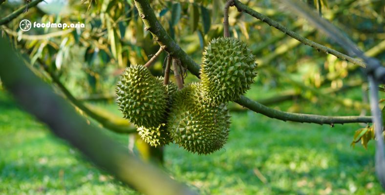 Sầu Riêng hiện nay đang là loại trái cây hàng đầu trong danh sách các mặt hàng xuất khẩu của Việt Nam, và hơn 90% sản phẩm này được xuất khẩu sang Trung Quốc.